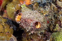 Polycarpa spongiabilis (Giant Tunicate)