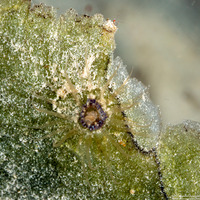 Bunodeopsis globulifera (Turtle Grass Anemone)