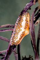 Cyphoma gibbosum (Flamingo Tongue)