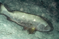 Lutjanus cyanopterus (Cubera Snapper)