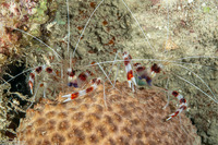 Stenopus hispidus (Banded Coral Shrimp)