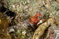 Metapenaeopsis goodei (Velvet Shrimp)