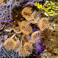 Bispira brunnea (Social Feather Duster)