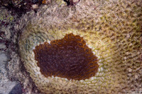 Colpophyllia natans (Boulder Brain Coral)