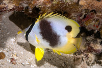 Chaetodon ocellatus (Spotfin Butterflyfish)