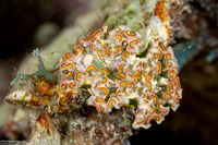 Elysia crispata (Lettuce Slug)