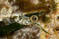 Macrostrombus costatus (Milk Conch)