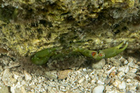 Mithraculus sculptus (Green Clinging Crab)