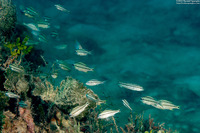 Haemulon flavolineatum (French Grunt)