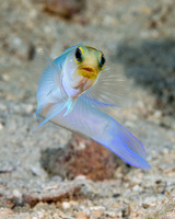 Opistognathus aurifrons (Yellowhead Jawfish)