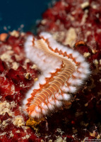 Hermodice carunculata (Bearded Fireworm)