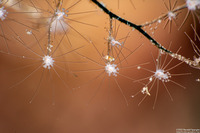 Pennaria disticha (Christmas Tree Hydroid)