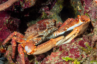 Maguimithrax spinosissimus (Channel Clinging Crab)