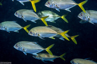 Caranx latus (Horse-Eye Jack)