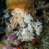 Bispira brunnea (Social Feather Duster)