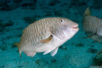 Sparisoma chrysopterum (Redtail Parrotfish)