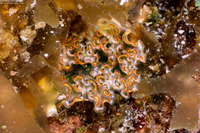 Elysia crispata (Lettuce Slug)