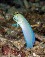 Opistognathus aurifrons (Yellowhead Jawfish)