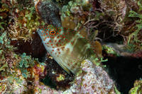 Amblycirrhitus pinos (Red Spotted Hawkfish)