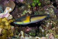 Halichoeres garnoti (Yellowhead Wrasse)