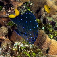 Microspathodon chrysurus (Yellowtail Damselfish)