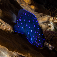 Microspathodon chrysurus (Yellowtail Damselfish)