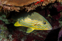 Haemulon sciurus (Bluestriped Grunt)
