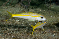 Mulloidichthys martinicus (Yellow Goatfish)