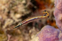 Lucayablennius zingaro (Arrow Blenny)