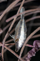 Monacanthus tuckeri (Slender Filefish)