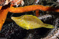 Monacanthus tuckeri (Slender Filefish)