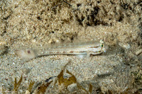 Gnatholepis thompsoni (Goldspot Goby)