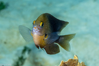 Stegastes planifrons (Threespot Damselfish)