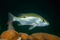 Lutjanus mahogoni (Mahogany Snapper)