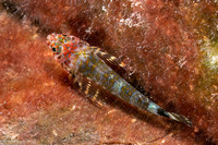 Enneanectes boehlkei (Roughhead Triplefin)