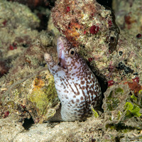 Gymnothorax moringa (Spotted Moray)