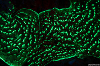 Helioseris cucullata (Sunray Lettuce Coral)