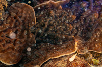 Helioseris cucullata (Sunray Lettuce Coral)