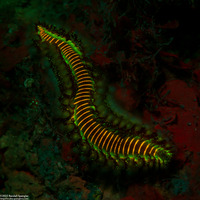 Hermodice carunculata (Bearded Fireworm)