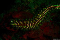 Hermodice carunculata (Bearded Fireworm)