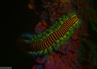 Hermodice carunculata (Bearded Fireworm)