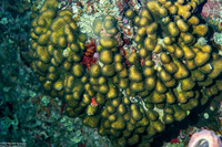 Madracis auretenra (Yellow Pencil Coral)