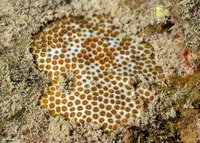 Stephanocoenia intersepta (Blushing Star Coral)