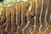 Colpophyllia natans (Boulder Brain Coral)