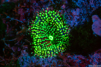 Ricordea florida (Florida Corallimorph)