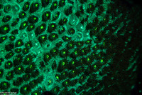 Orbicella faveolata (Mountainous Star Coral)