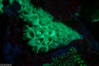 Palythoa caribaeorum (Encrusting Zoanthid)