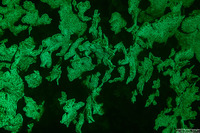 Agaricia tenuifolia (Thin Leaf Lettuce Coral)