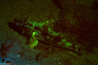 Pseudupeneus maculatus (Spotted Goatfish)