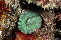Scolymia wellsii (Solitary Disc Coral)